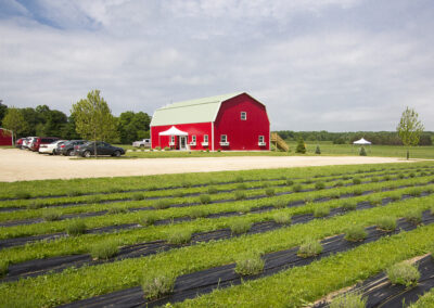 UABS Shop for Lavender Farm MI 31